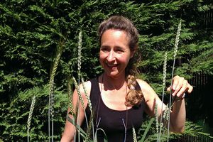 Blé ancien : ça pousse aussi dans le potager