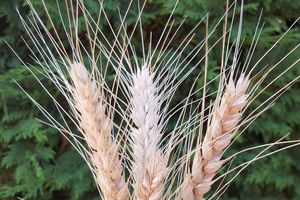 Blés : La moisson commence doucement dans le jardin