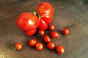 Des récoltes en continu : entre 1 et 2 kg par jour