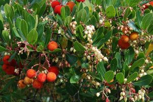 SCOOP SUR LE MIEL D'ARBOUSIER