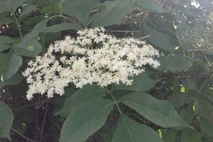 La gelée de fleur de sureau