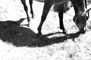 Vu du cheval