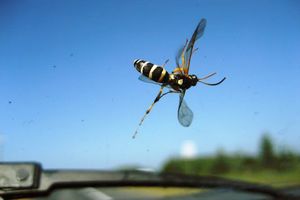 OÙ SONT PASSÉS TOUS LES INSECTES ?