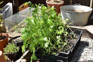 Tomates : elles vont encore attendre un peu