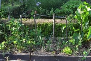 Associations au potager : planche 1