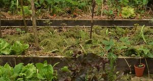 Associations au potager : planche 2