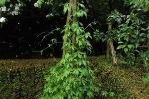 Jiaogulan : la plante d'immortalité