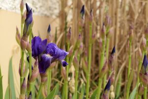 2017/04/23 - Aide mémoire des floraisons