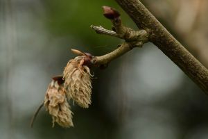 Faut-il arrêter de cultiver les plantes "pas d'ici" ?