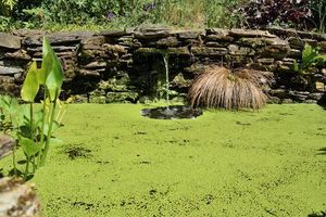 Faut-il se débarrasser des lentilles d'eau ?