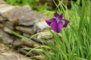 2017-06-16 - Aide-mémoire des floraisons