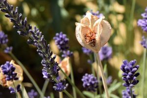 Aujourd'hui, je tente le semis de tulipes
