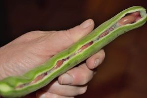 Cuisiner les fèves sans s'énerver et sans gaspillage