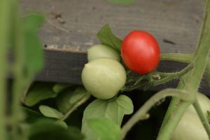 Dans la serre : la première tomate mûre est Ditmarsher !