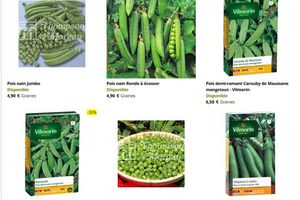 A rames, mange-tout, lisses ou ridés : comment s'y retrouver dans les petits pois ?