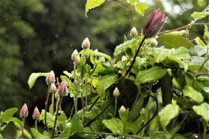 2017-07-12 - Aide-mémoire des floraisons