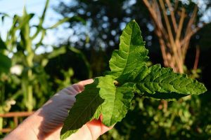L'épazote ou thé du Mexique : une herbe qui aide à digérer