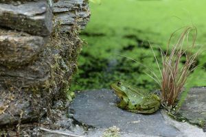 Le petit tour du matin au jardin