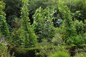 Le potager en août