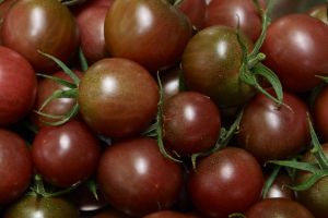 La tomate-cerise black cherry est la plus belle, la plus fidèle, la plus délicieuse