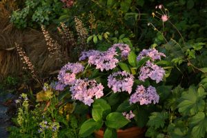 Fleurs de septembre