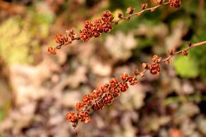 Il pleut : je vais semer des vivaces