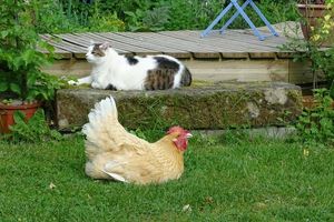 Les poules vous appellent par votre prénom