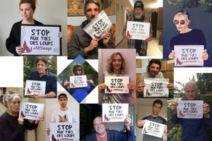 Stop aux tirs des loups !
