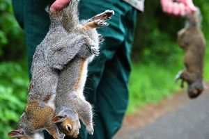 Crime contre le monde animal
