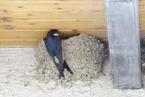 Enquête Hirondelle de fenêtre 2017