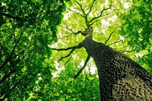 L’allaitement chez les arbres ? Une découverte étonnante !