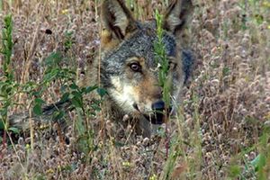 Les loups, nos voisins