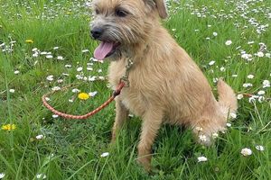 Reco de la 2ème Rando Canine : 15/05/2016 à 14h30 entre Chailles et Blois La forêt et son calme vous accueille !