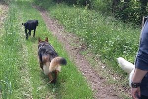 2ème Rando Canine du 15/05