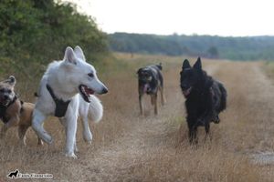 4ème Randonnée Canine le 28/08 à Les Montils