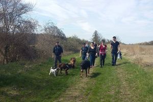9ème Rando Canine : Chitenay le 26/03/2017