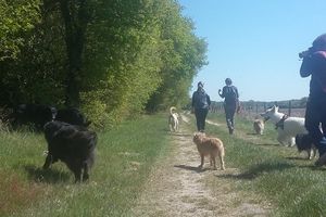 10ème Rando Canine : Nouan sur Loire le 23/04/2017