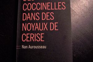 Des coccinelles dans des noyaux de cerise