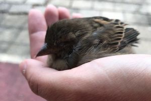 Leçon de vie: petit oiseau