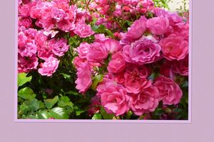 Les roses