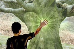 Les Secrets de l’énergie des arbres