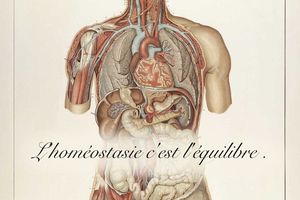 Qu’est ce que l’homéostasie ?