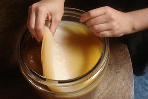 Le kombucha maison : comment faire?