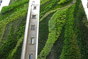 La nature en ville : quelles bestioles dans les murs végétaux ?