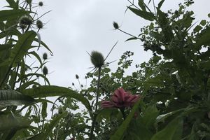 Des nouvelles de la friche pour les chardonnerets