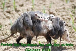 #Verset de la semaine : Portez les fardeaux les uns des autres