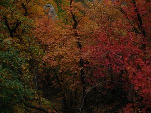 Der Pipeline Trail im Millcreek Canyon