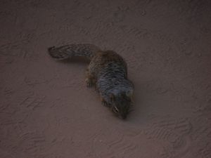 Grüße aus Südutah IV: Zion National Park