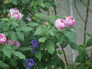Une rose, un jour : Gros Provins panaché
