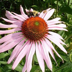 Bambini e raffreddore: i rimedi naturali
